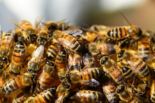 Približavamo se broju od milion košnica