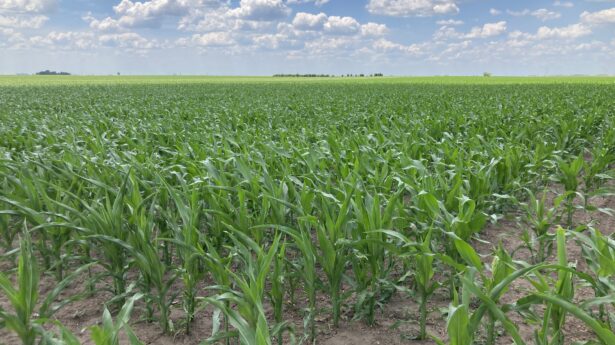 Njiva sa kukuruzom u Vojvodini