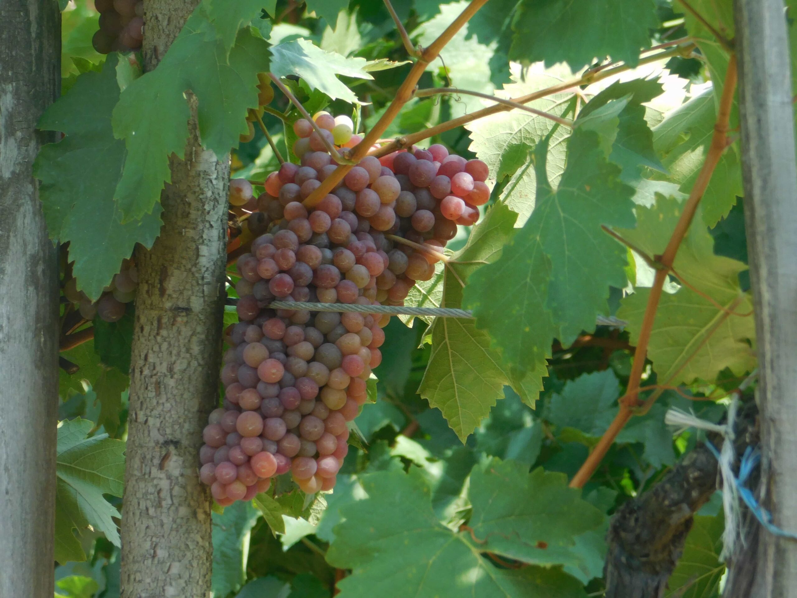 Vinova loza i grozdje u vinogradu