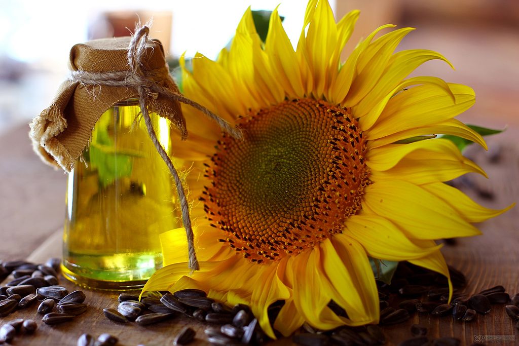 Cvet suncokreta i ulje
