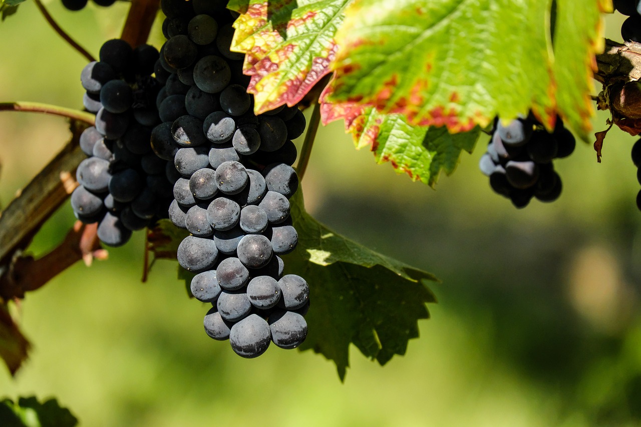 Javni poziv za podsticaj u vinogradarstvu