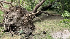 Isčupano drvo u oluji