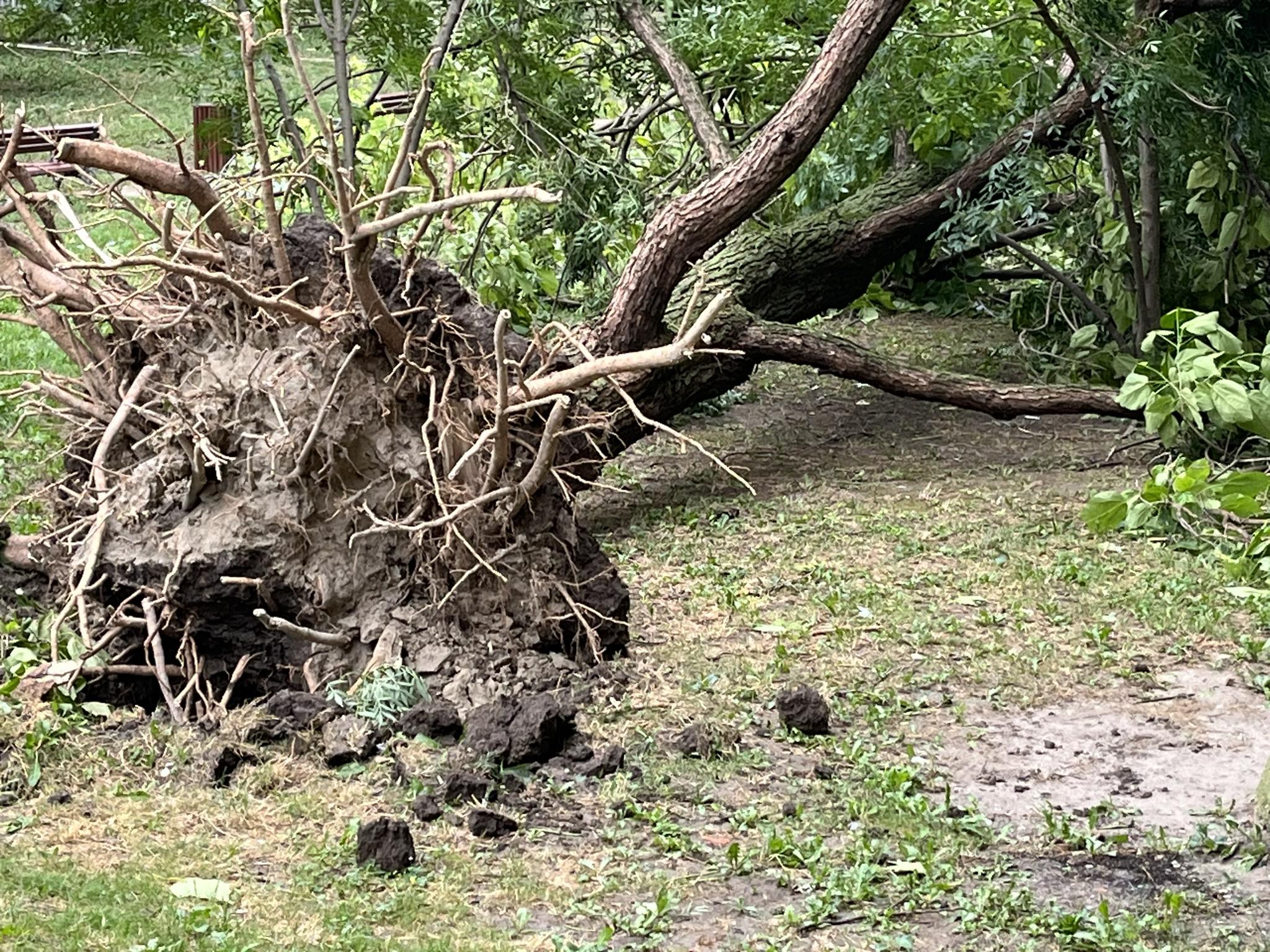 Isčupano drvo u oluji