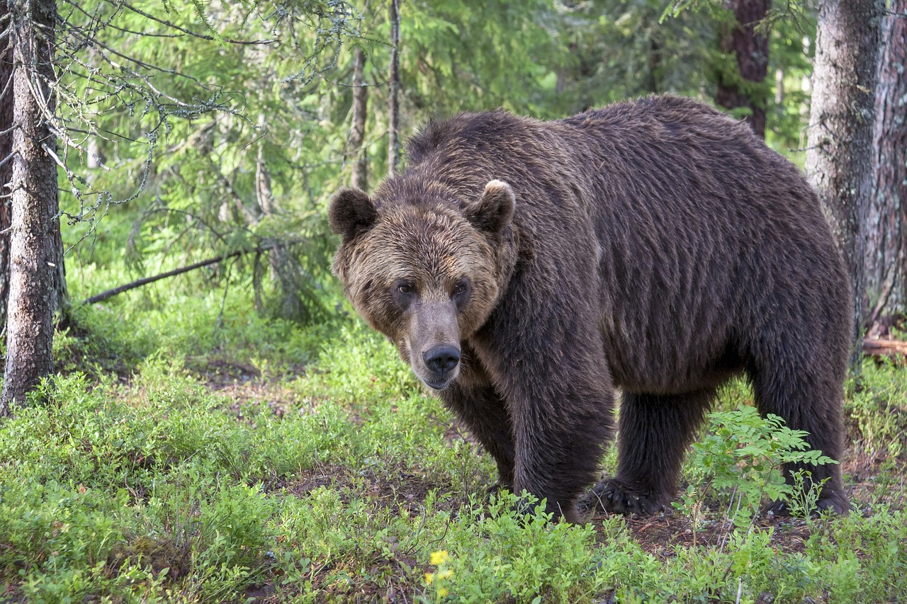 Buka je isterala medvede iz šuma i dovela u naseljena mesta