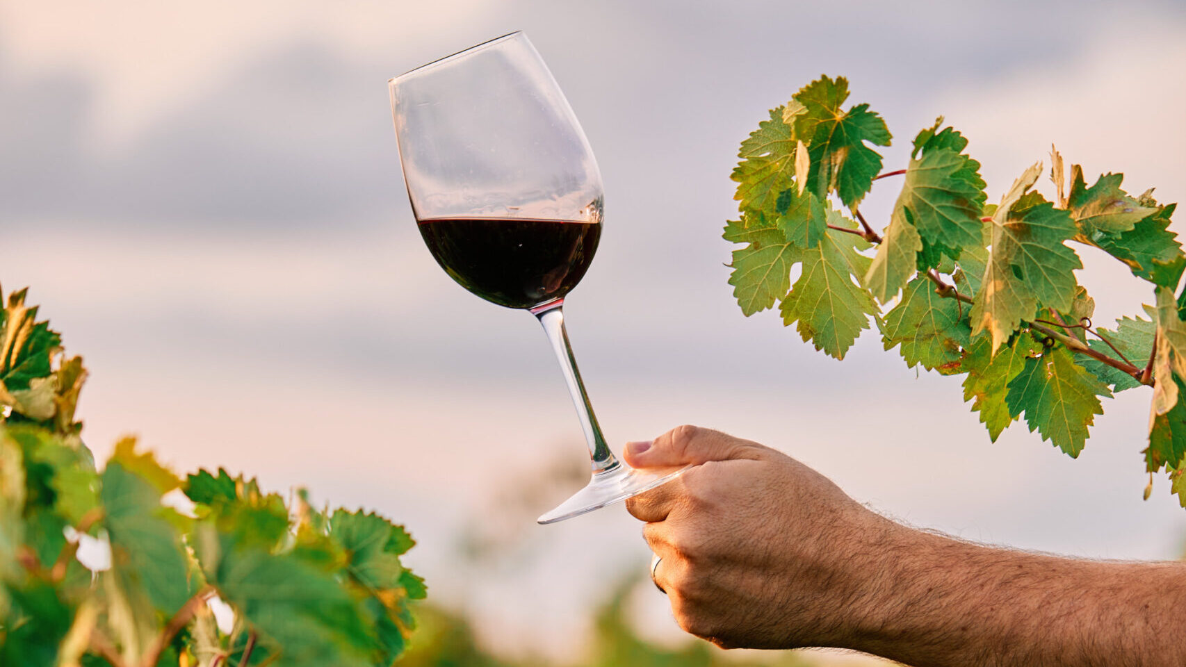 Slika ruke koja drži čašu crnog vina sa vinogradom u pozadini